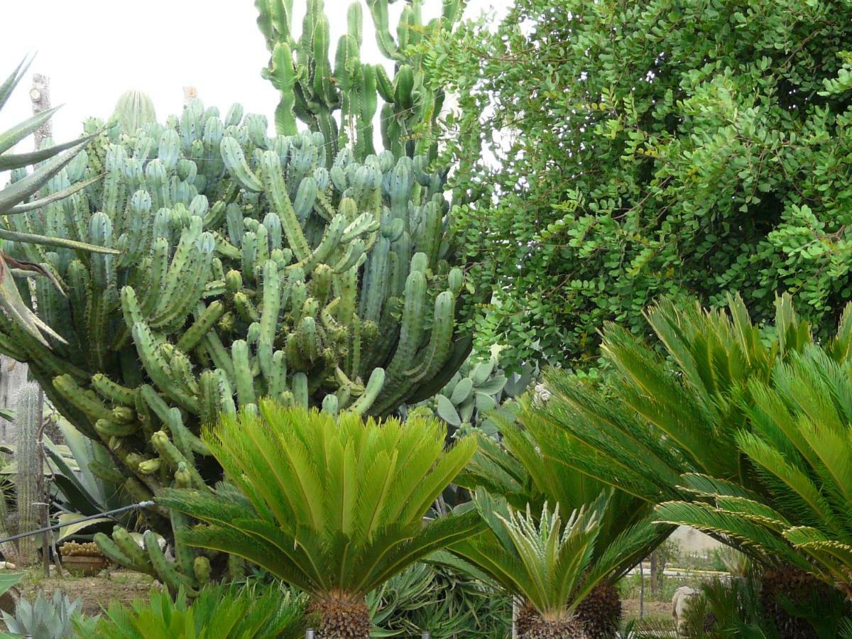 אבולה Villa Yucca מראה חיצוני תמונה