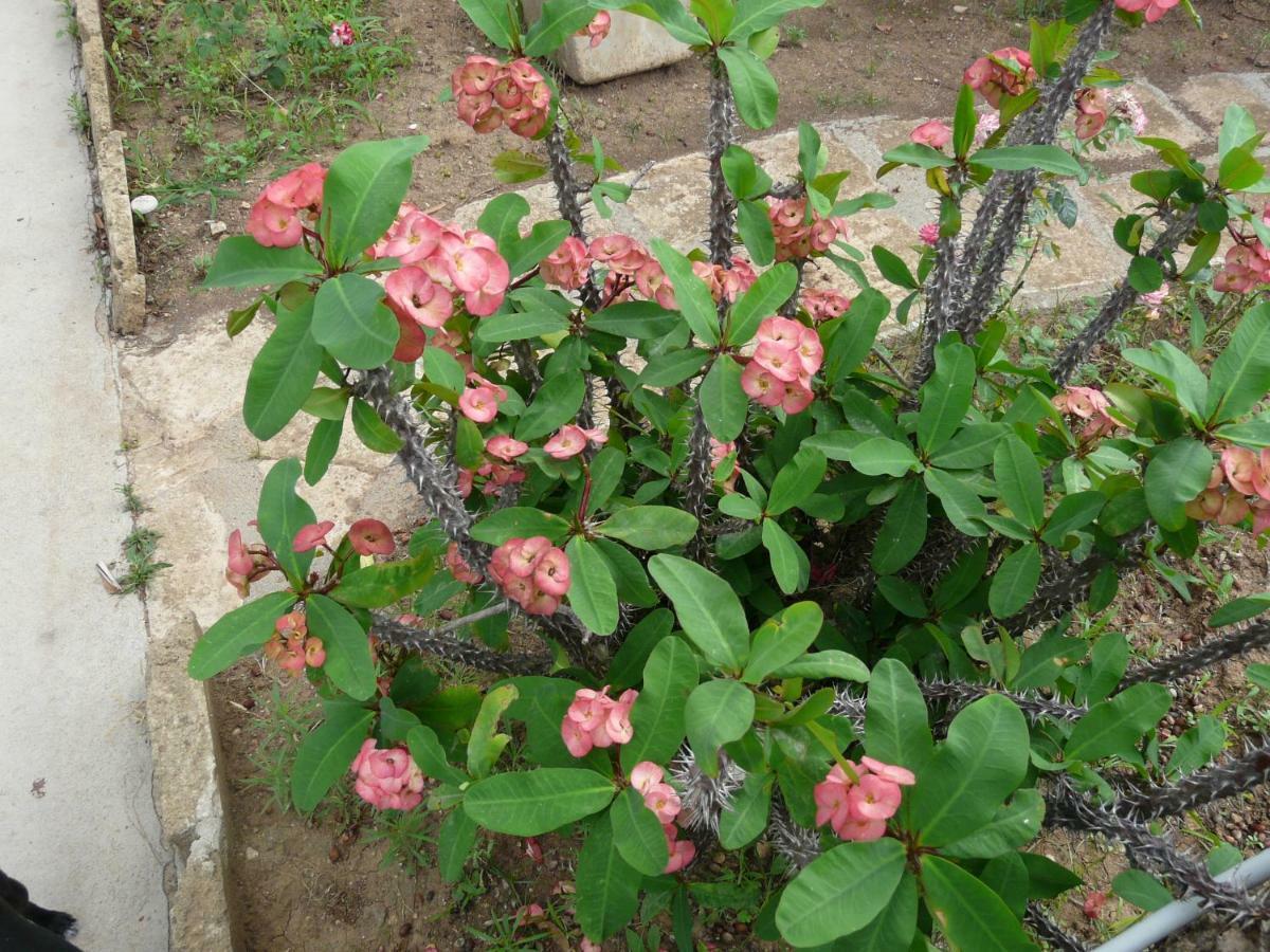 אבולה Villa Yucca מראה חיצוני תמונה