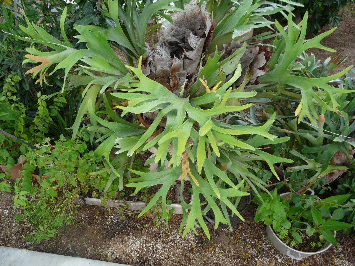 אבולה Villa Yucca מראה חיצוני תמונה