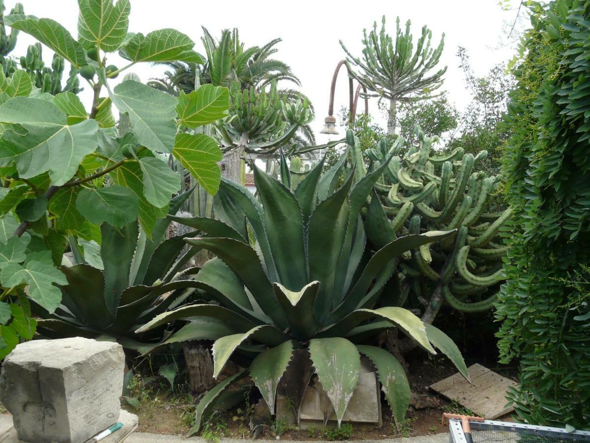 אבולה Villa Yucca מראה חיצוני תמונה
